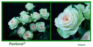 ROSE BR. PAVLOVA 40
